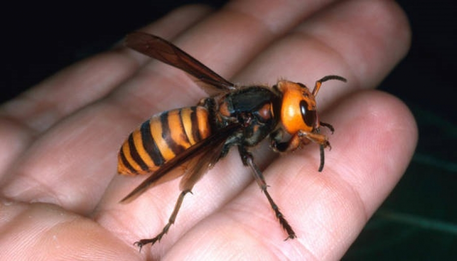 Xerrada - La vespa asiàtica i taller per construir paranys