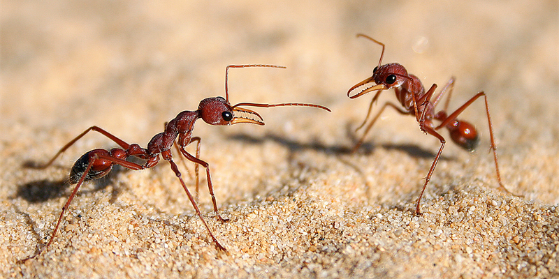 Tardes de Ciència - Xerrada: Formigues des de Troia fins a la Nasa
