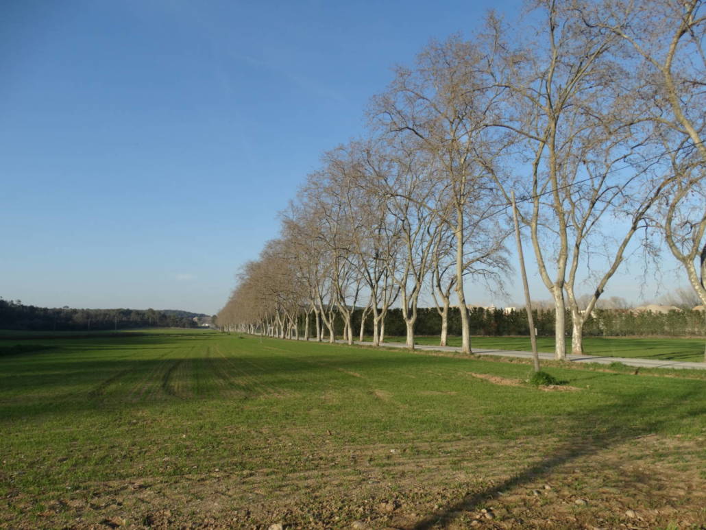 passeig de plàtans de la carretera d’orfes (9)