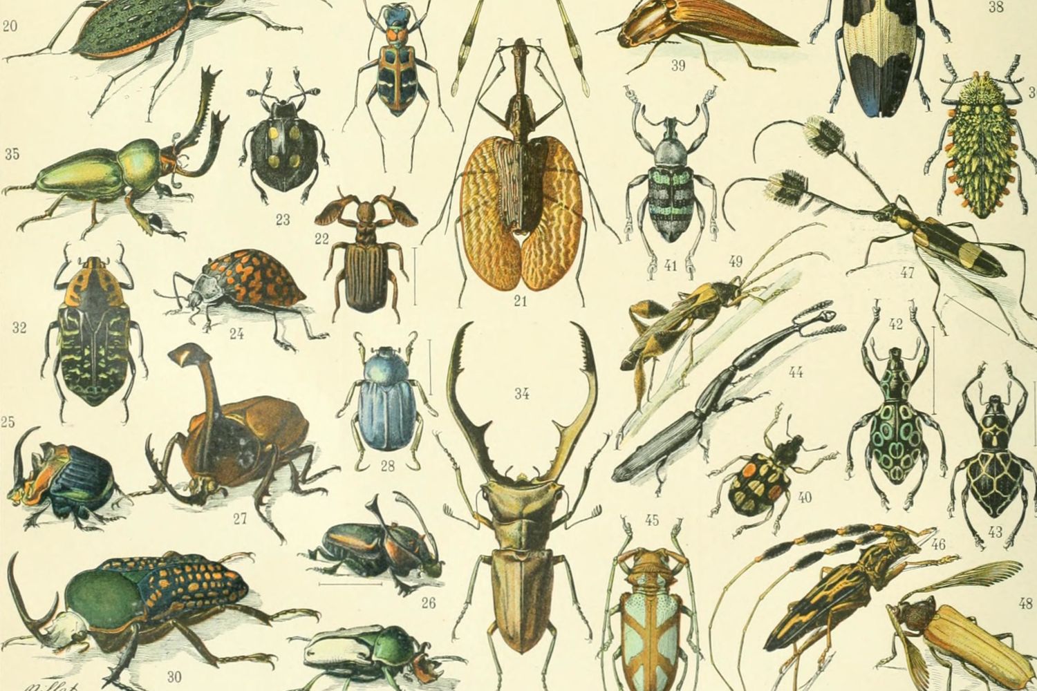 Taller familiar - Descobrim els insectes