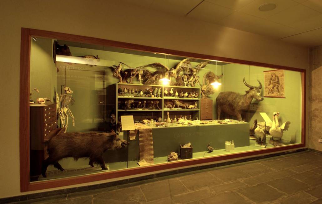 museu_darder_col·leccio_darder