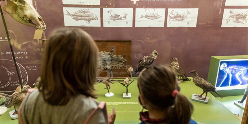 Visita guiada al Museu Darder de Banyoles