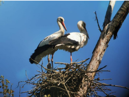 Activitat familiar - La fauna del pla de les cigonyes.
