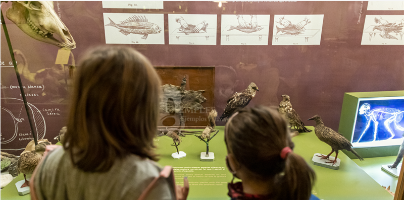 Visita guiada - Al museu Darder