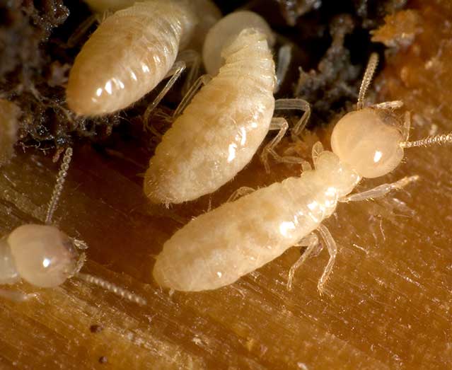 Exposició - Les termites i jo