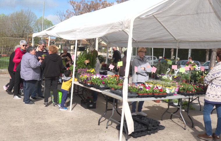 Diada de la Flor - Oncollida