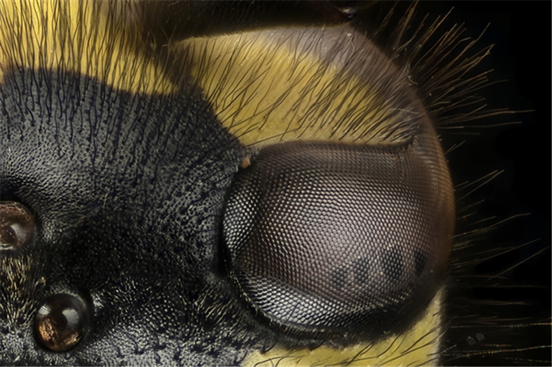 Exposició - Vida secreta: descobrint la fauna urbana