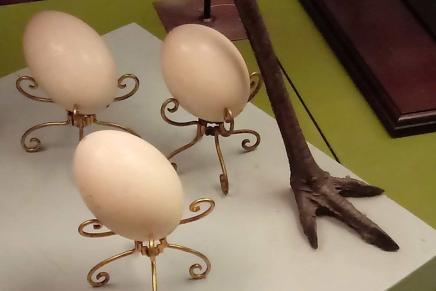 Ous a la vista als museus!