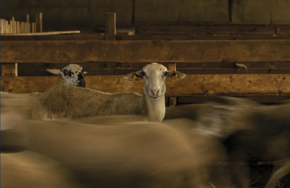 Presentacions – Esquelles