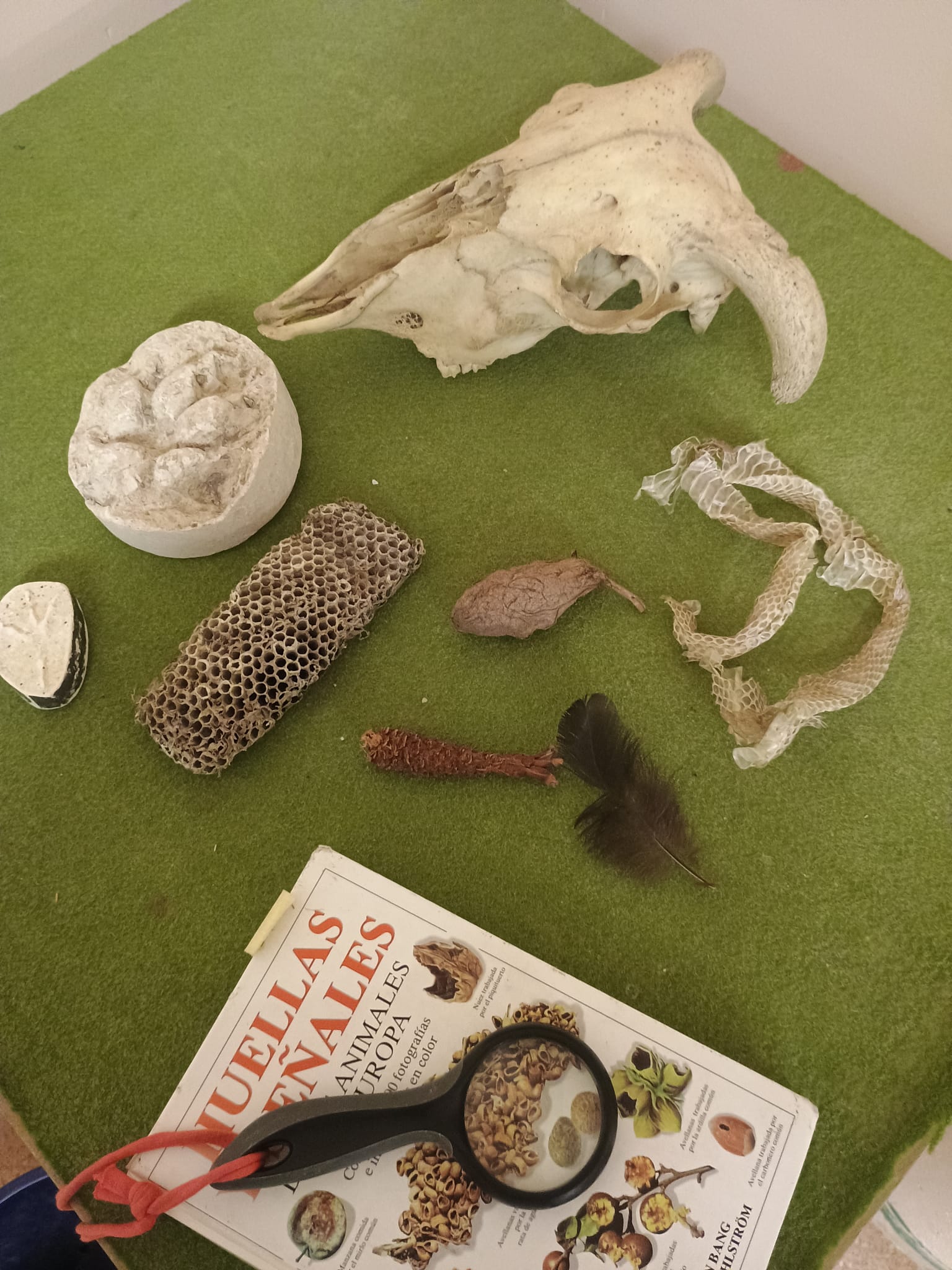 Activitat familiar – Detectius de rastres