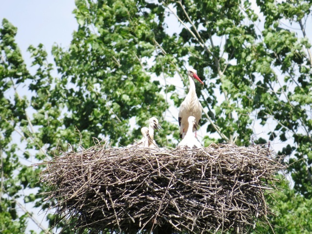 Activitat familiar - La fauna del pla de les cigonyes.