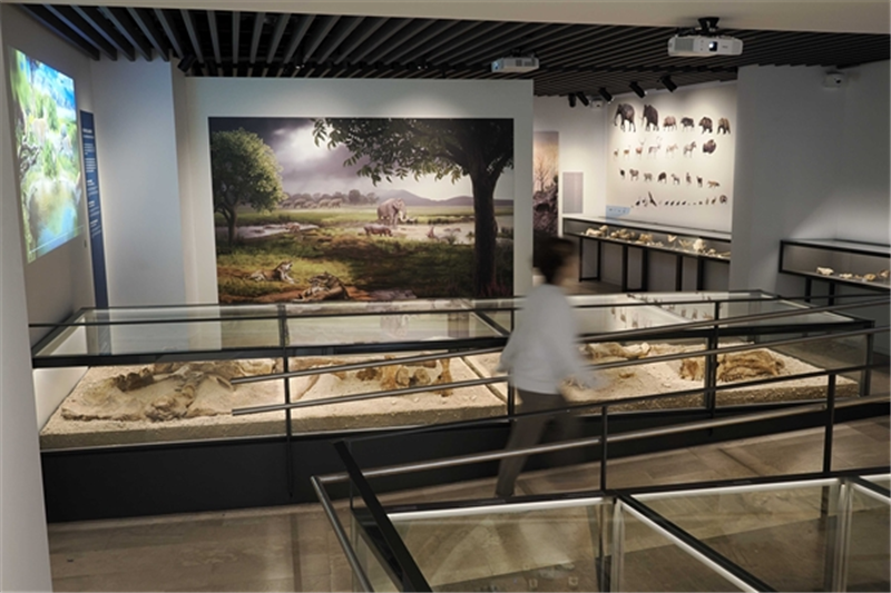 Visita guiada al Museu Arqueològic