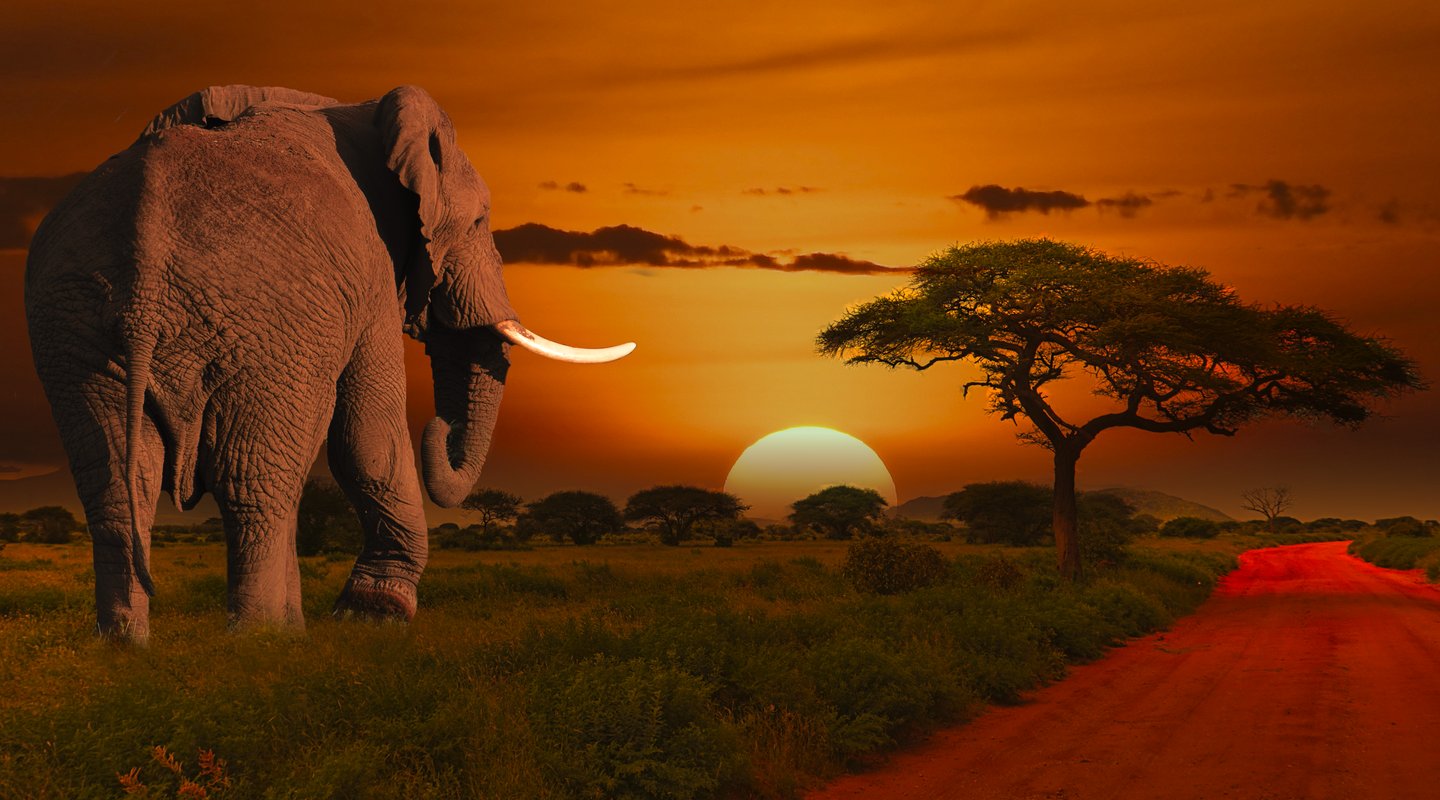 Biblionadons – Viatge a la sabana