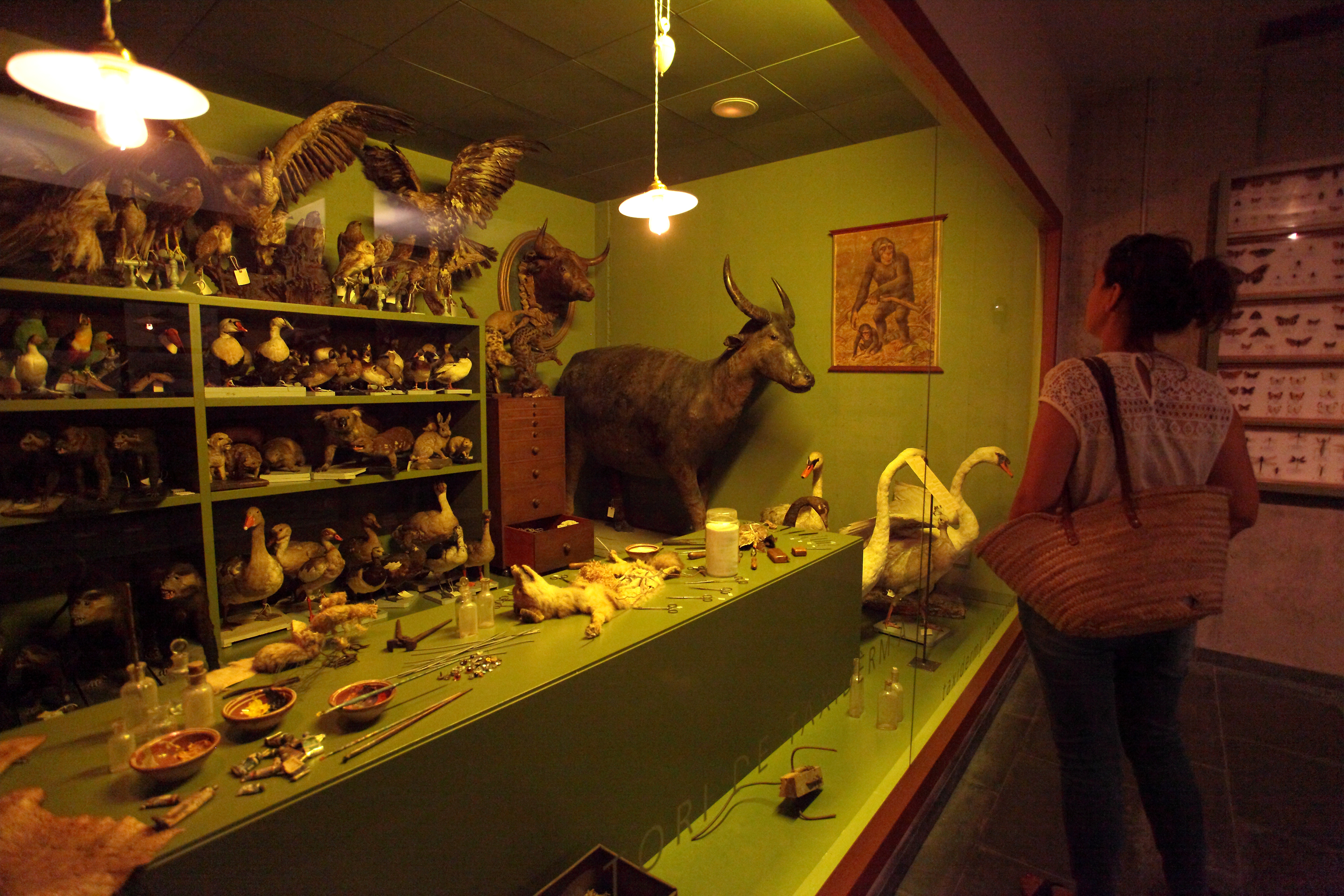 Visita guiada - Al museu Darder