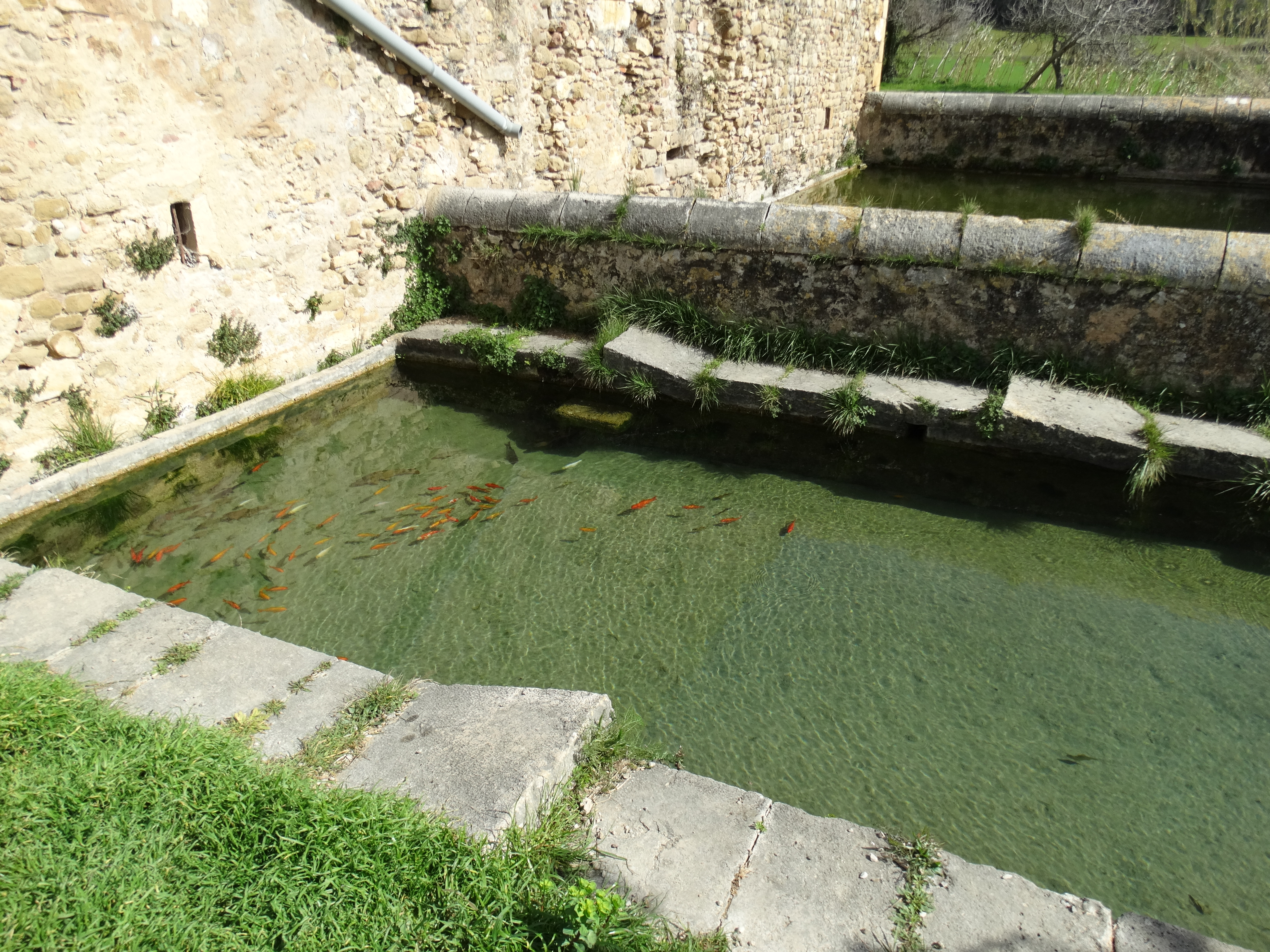font de can pujol (4)