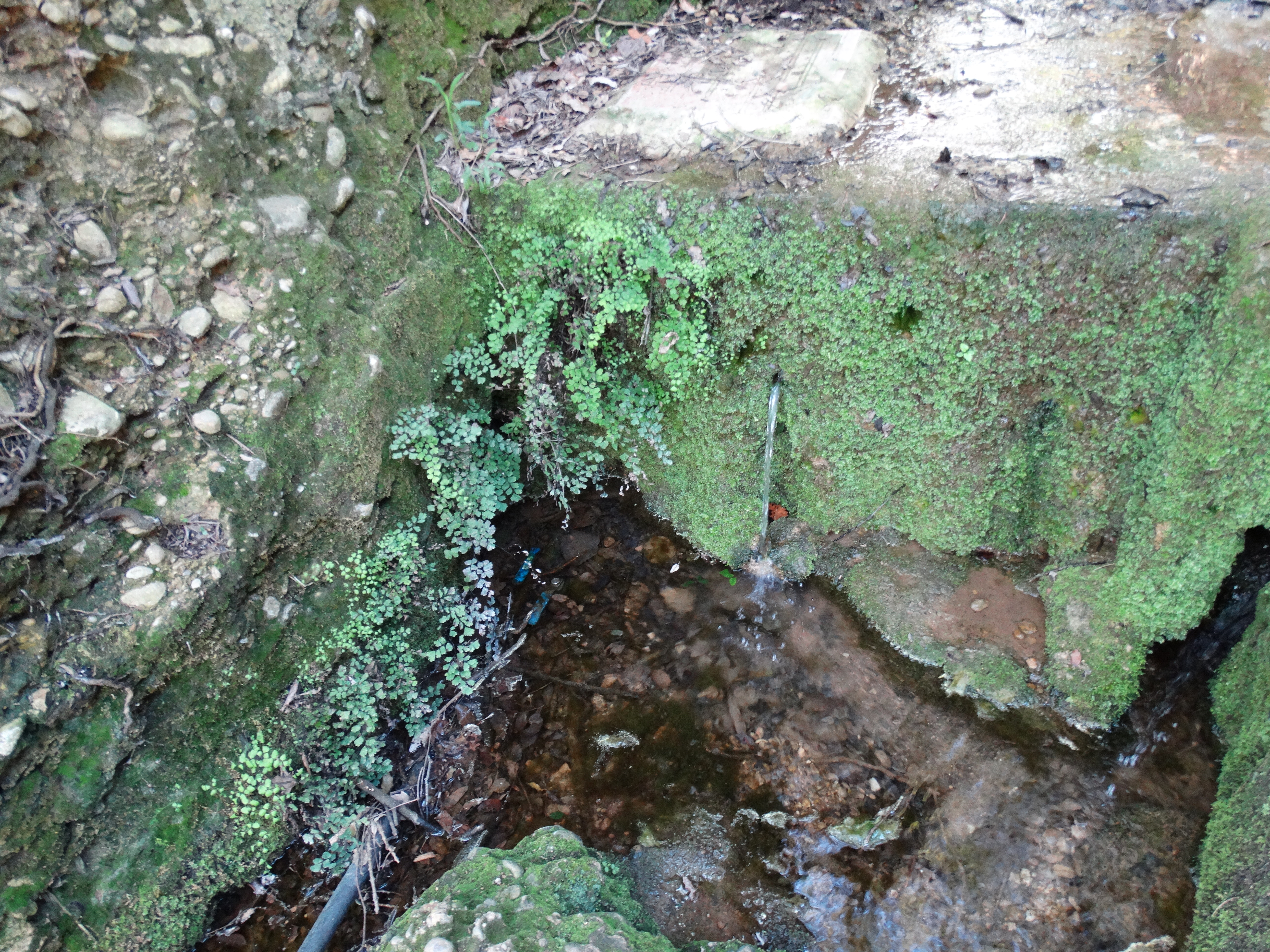 fontica (3)